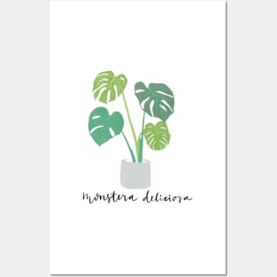 Monstera Deliciosa plant Posters and Art